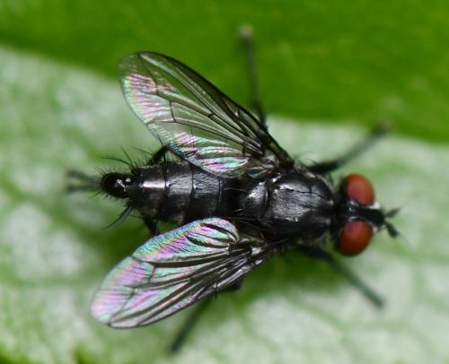 Sarcophaga sp.